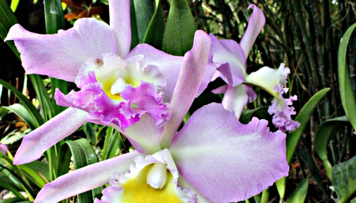 iris