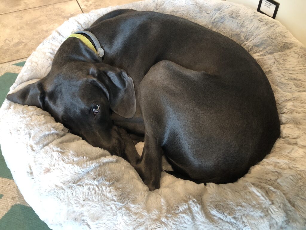 A blue Weimaraner puppy lays curled up in a fluffy gray dog bed. One green eye is looking at the camera.