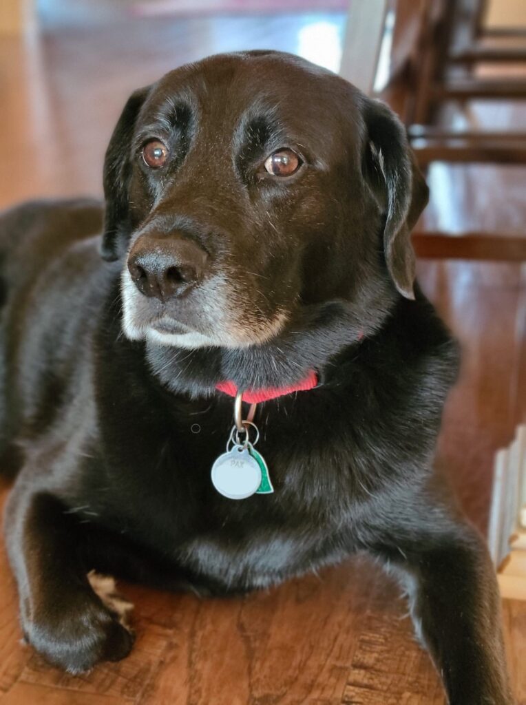 Pax, a black Labrador mix, lays on a brown wood floor. His muzzle is graying and one paw lays folded underneath him. His brown eyes look right at the camera.