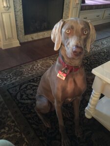 A silver-gray Weimaraner sits beside a coffee table.