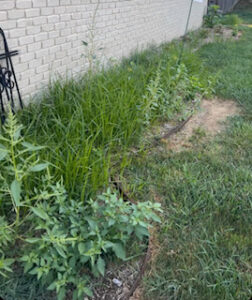 A flowerbed at the edge of a brick home is overrun by weeds