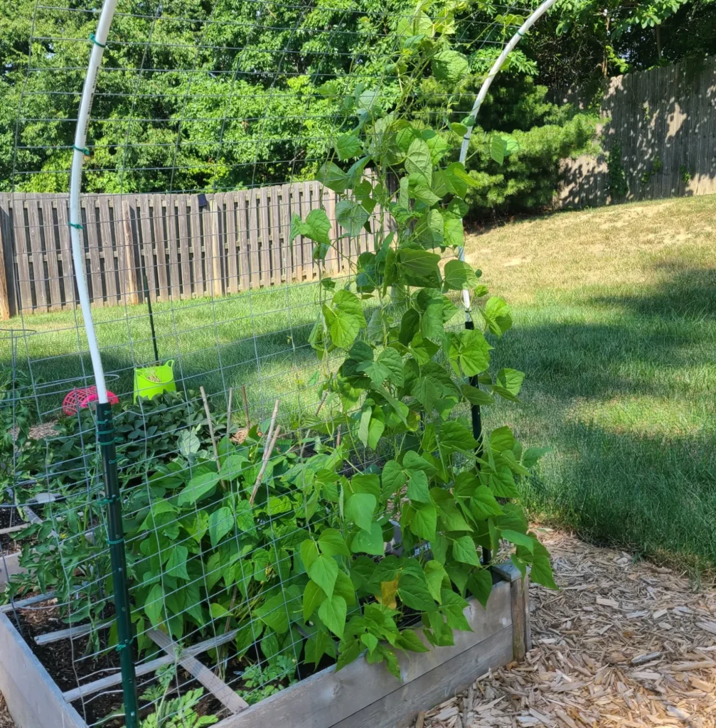 Michelle's garden in springtime - the leafy vines of bean plants climb an arched trellis.