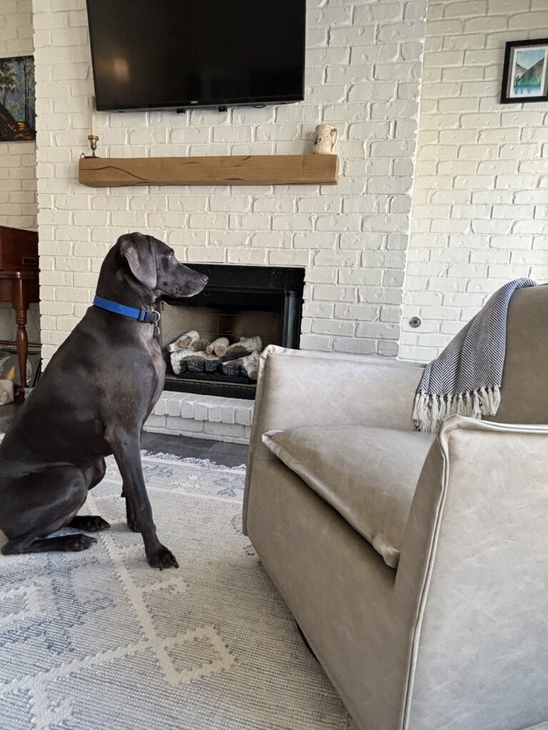 A dark gray dog sits in front of a fireplace, beside a light brown upholstered chair. The fireplace is surrounded by white brick and there is a blue and cream rug on the floor in front of it.